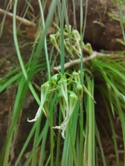 Pitcairnia singularis