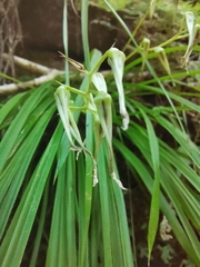 Pitcairnia singularis