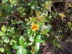 Sphagneticola trilobata