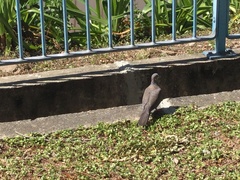 Streptopelia chinensis