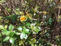 Sphagneticola trilobata