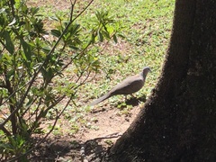 Streptopelia chinensis