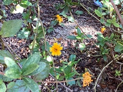 Sphagneticola trilobata