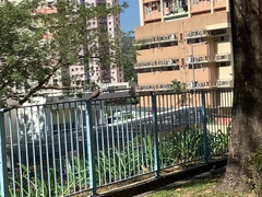 Streptopelia chinensis