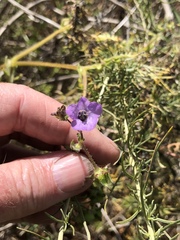 Pholistoma auritum auritum