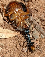 Myrmecia mandibularis