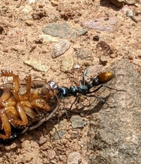 Myrmecia mandibularis