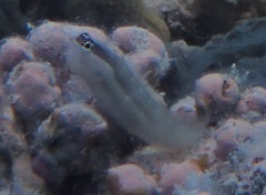 Ecsenius mandibularis