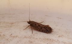 Lindera tessellatella