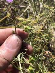 Pholistoma auritum auritum