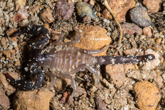 Urodacus planimanus
