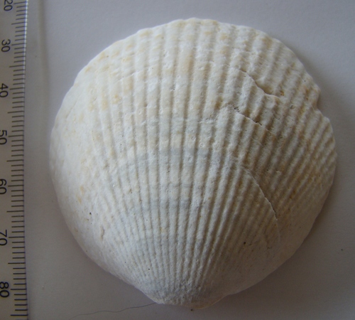 Tucetona laticostata