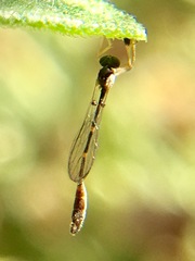Leptopteromyia americana