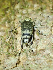 Habrissus fasciatus