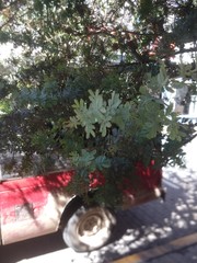 Acacia baileyana