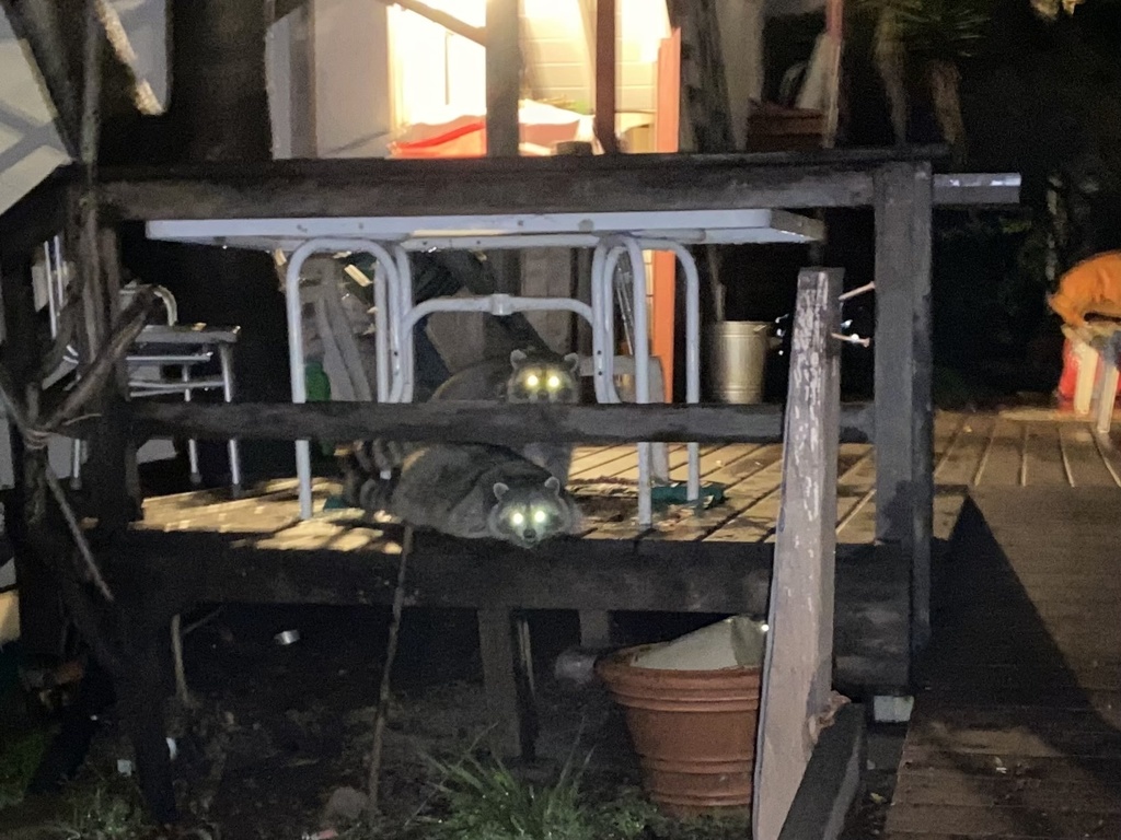 Common Raccoon from Hearst Ave, Berkeley, CA, US on November 9, 2021 at ...