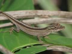 Anolis unilobatus