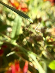Leptopteromyia americana