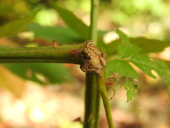 Neolasioptera nodulosa