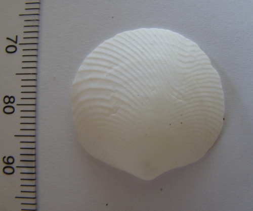 Divalucina cumingi