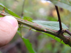 Neolasioptera nodulosa