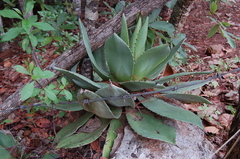 Agave chiapensis