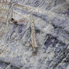 Periophthalmus novemradiatus