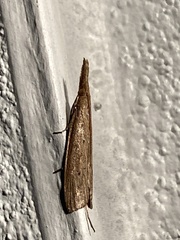 Donacaula maximellus