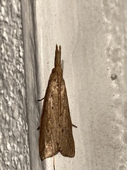 Donacaula maximellus