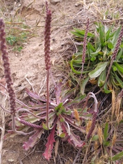 Plantago coronopus coronopus