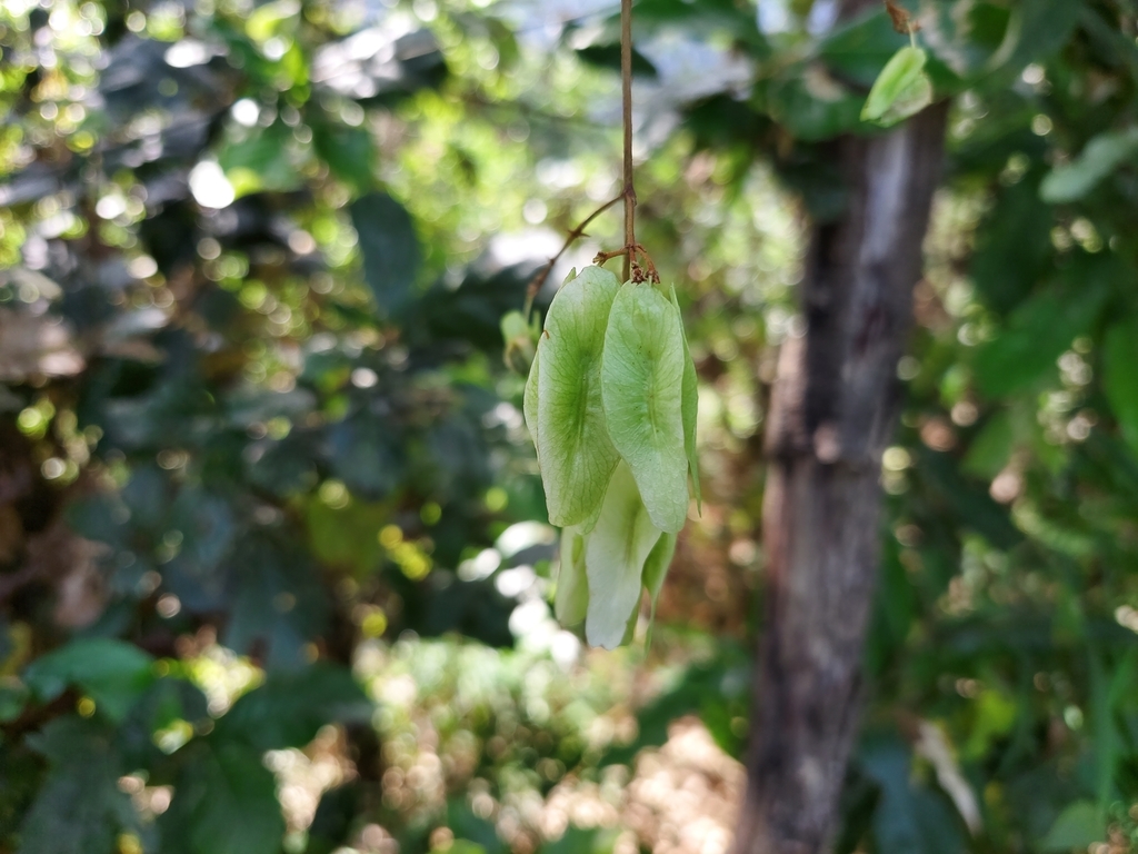 Aspidopterys glabriuscula (Aspidopterys glabriuscula)