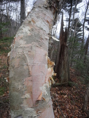 Betula costata