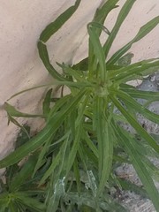 Erigeron bonariensis