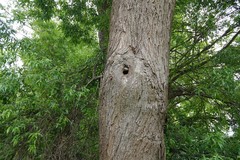 Todiramphus sanctus vagans