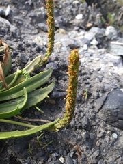 Plantago coronopus coronopus