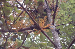 Arceuthobium globosum aureum