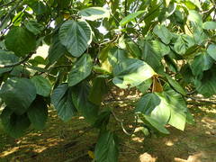 Ficus auriculata