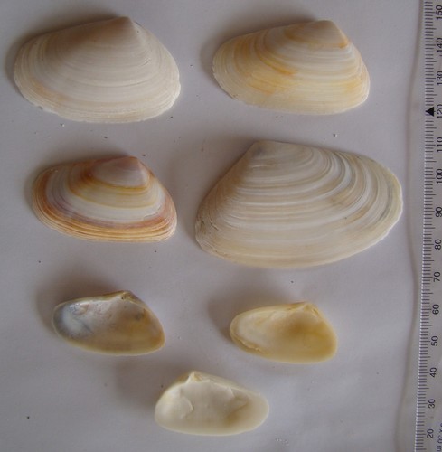 Paphies subtriangulata
