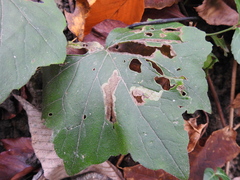 Phytomyza hydrophyllivora