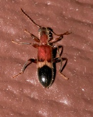 Cymatodera tricolor
