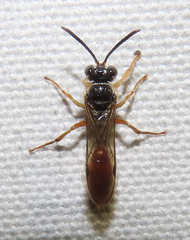 Psenulus gibbus