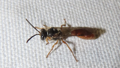 Psenulus gibbus