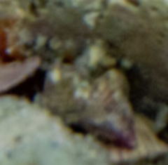 Micrelenchus purpureus