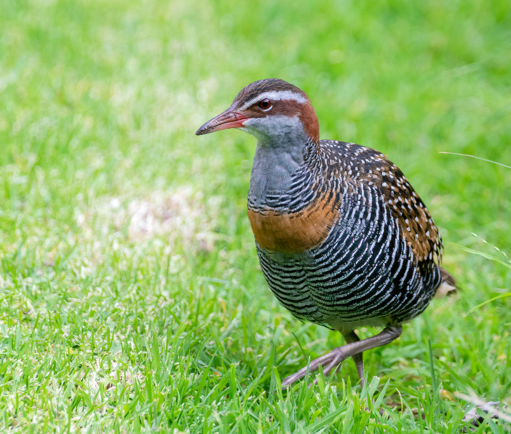 Buff-banded Rail (Birds of Timor-Leste) · iNaturalist