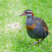 Australian Buff-banded Rail - Photo (c) David Cook, some rights reserved (CC BY-NC)