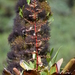 Cipuropsis asplundii - Photo (c) jose_balderrama, μερικά δικαιώματα διατηρούνται (CC BY-NC), uploaded by jose_balderrama