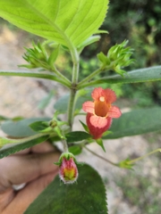 Moussonia jaliscana