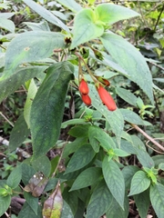 Moussonia jaliscana