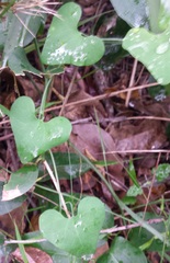 Aristolochia littoralis