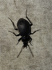 Sphaeroderus